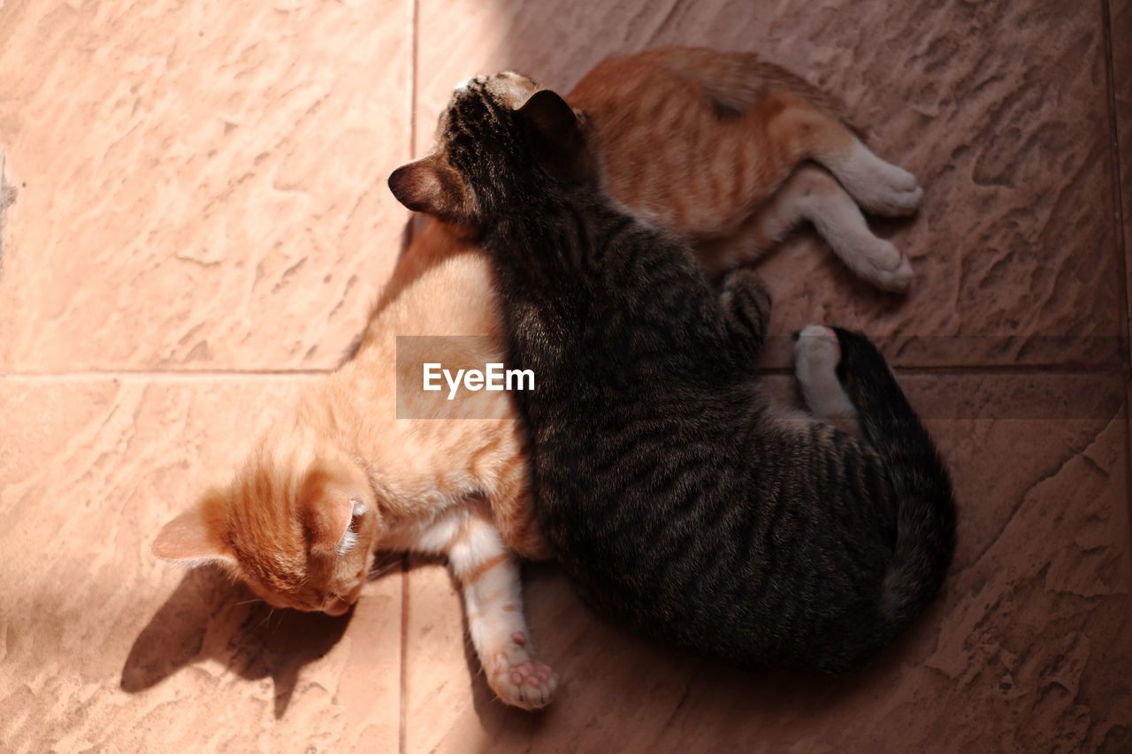 High angle view of cats resting on floor
