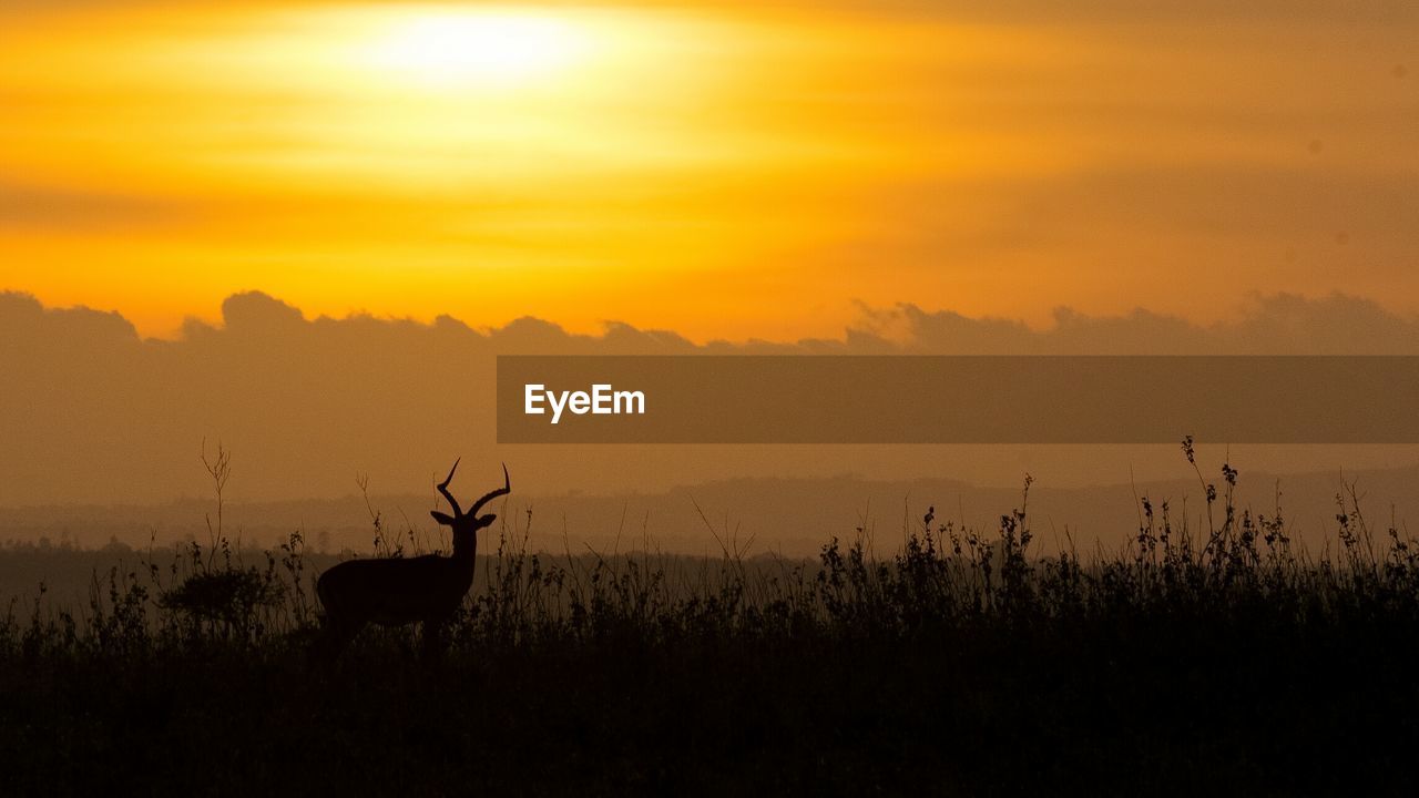 Silhouette animal standing on field against sky at sunset