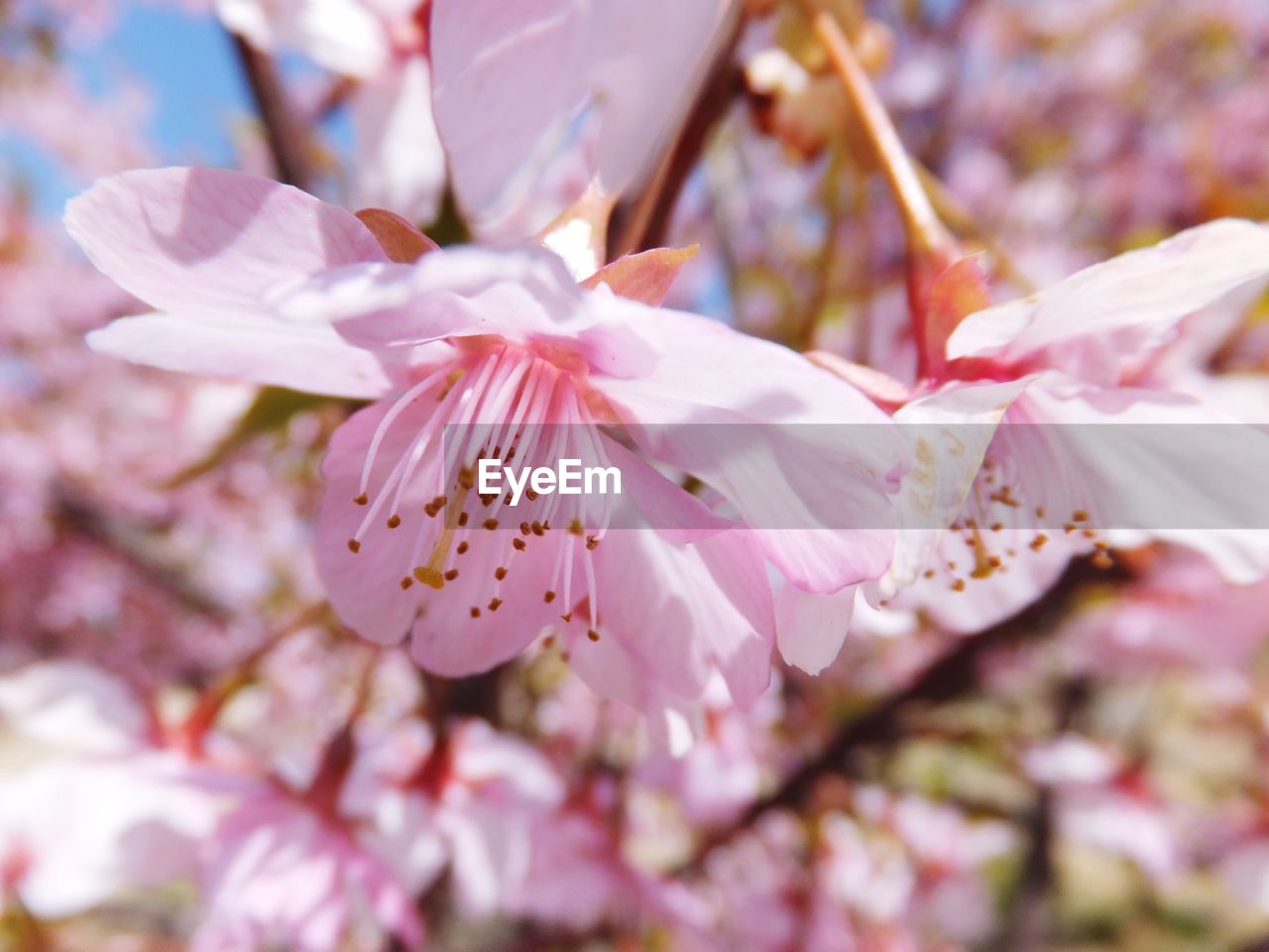 Close-up of pink flowers