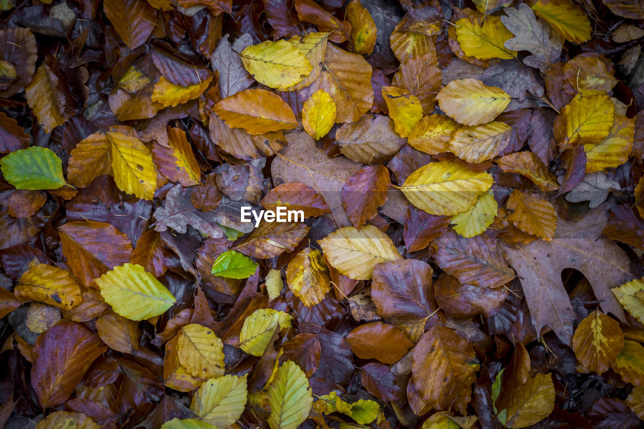 Directly above shot of mixed autumn leaves with yellow, brown and green colors on the forest soil.