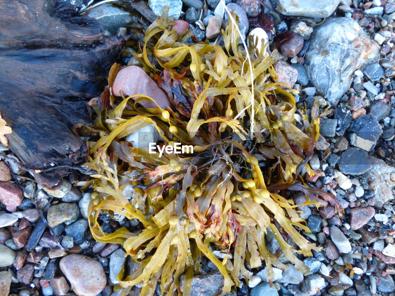 High angle view of seaweed on shore