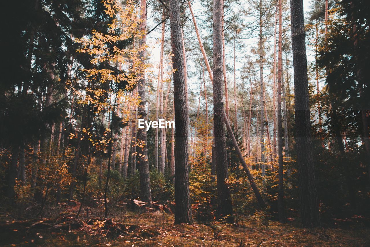 Trees in forest during autumn