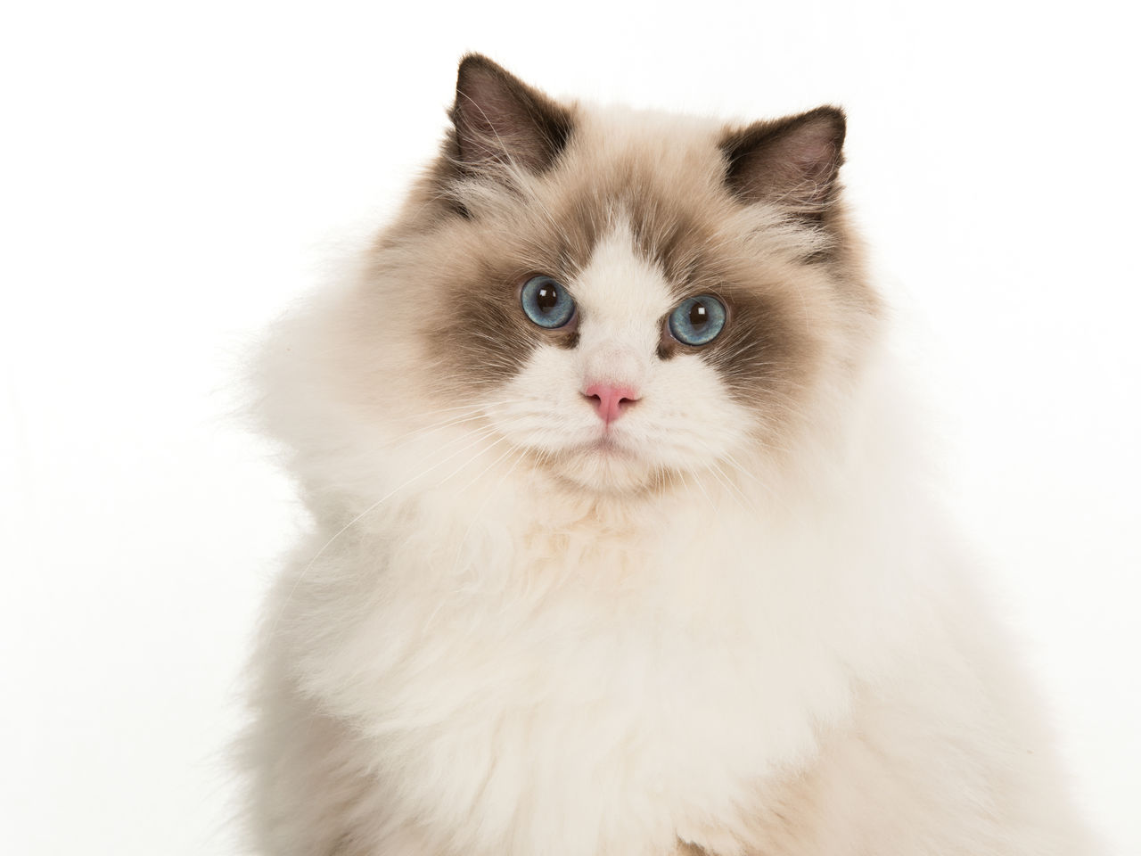 CLOSE-UP PORTRAIT OF WHITE CAT AGAINST GRAY BACKGROUND