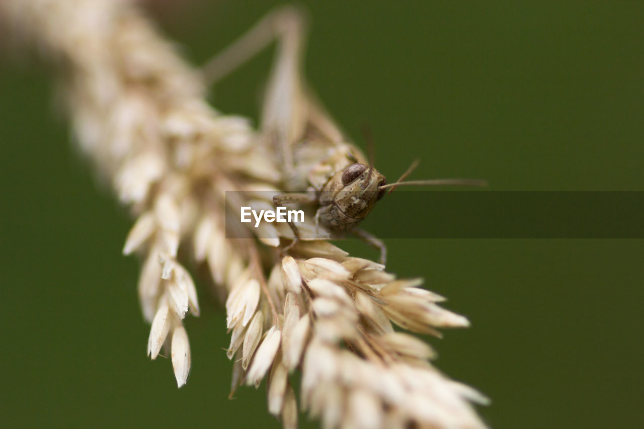 Close-up of grasshopper on crop