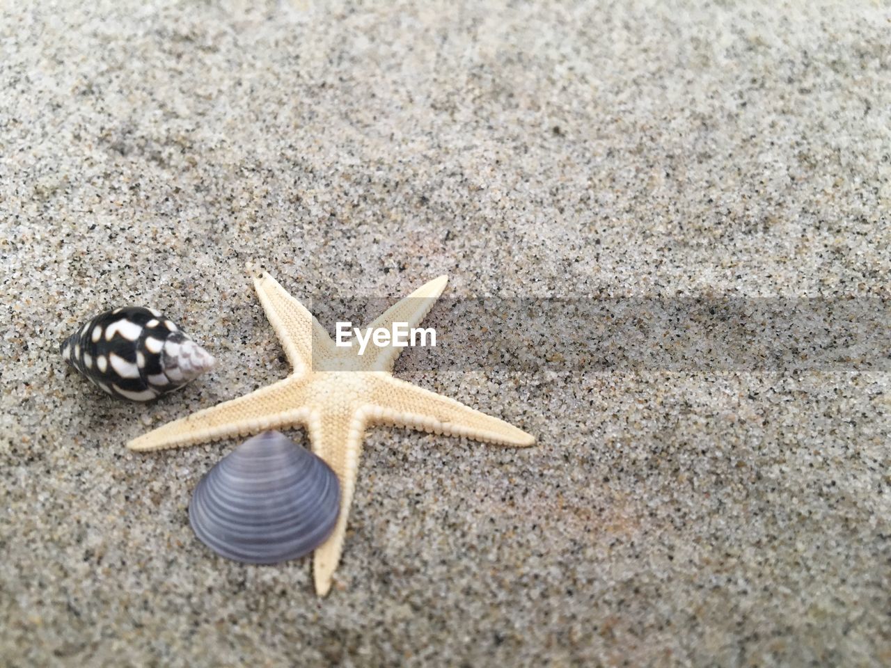 Close-up of a starfish on beach