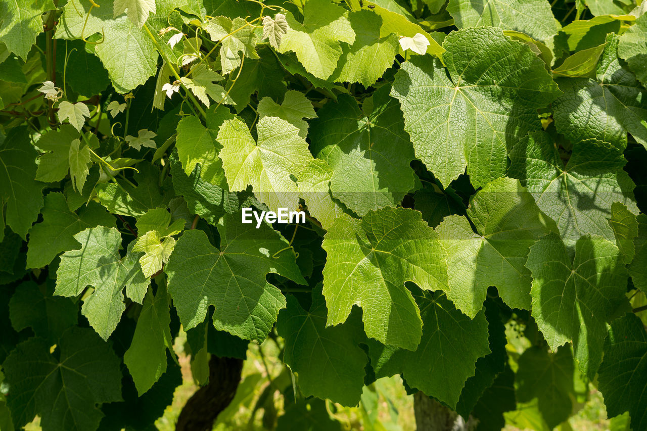 FULL FRAME SHOT OF GRAPES