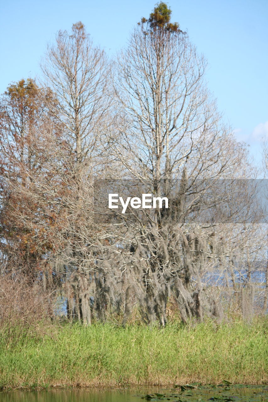 TREE AGAINST CLEAR SKY