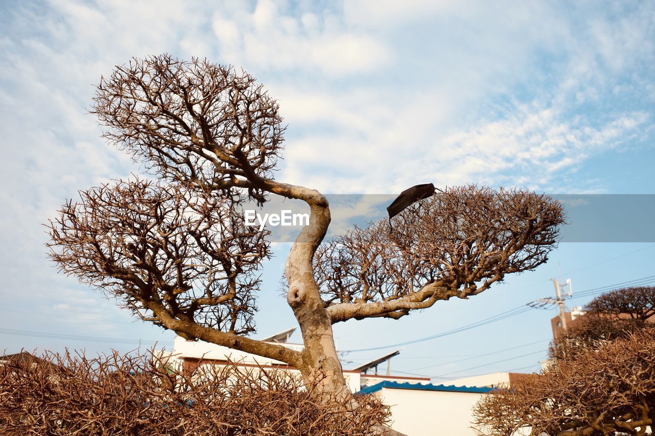 tree, sky, nature, plant, cloud, flower, branch, no people, winter, animal, bird, animal themes, animal wildlife, outdoors, day, low angle view, spring, landscape, wildlife, autumn, beauty in nature, grass, environment, rural scene