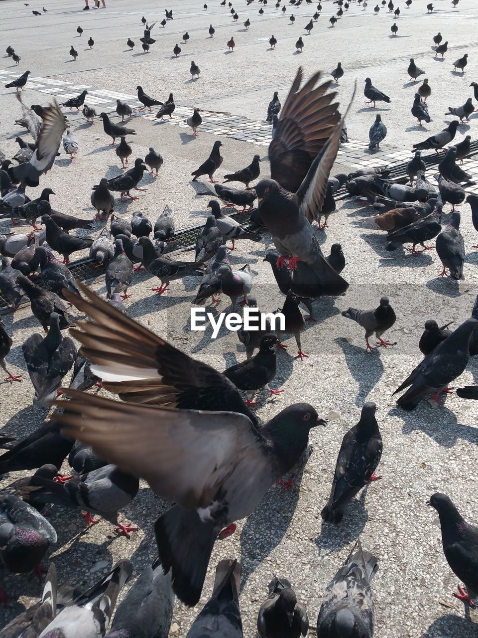 FLOCK OF BIRDS ON BEACH