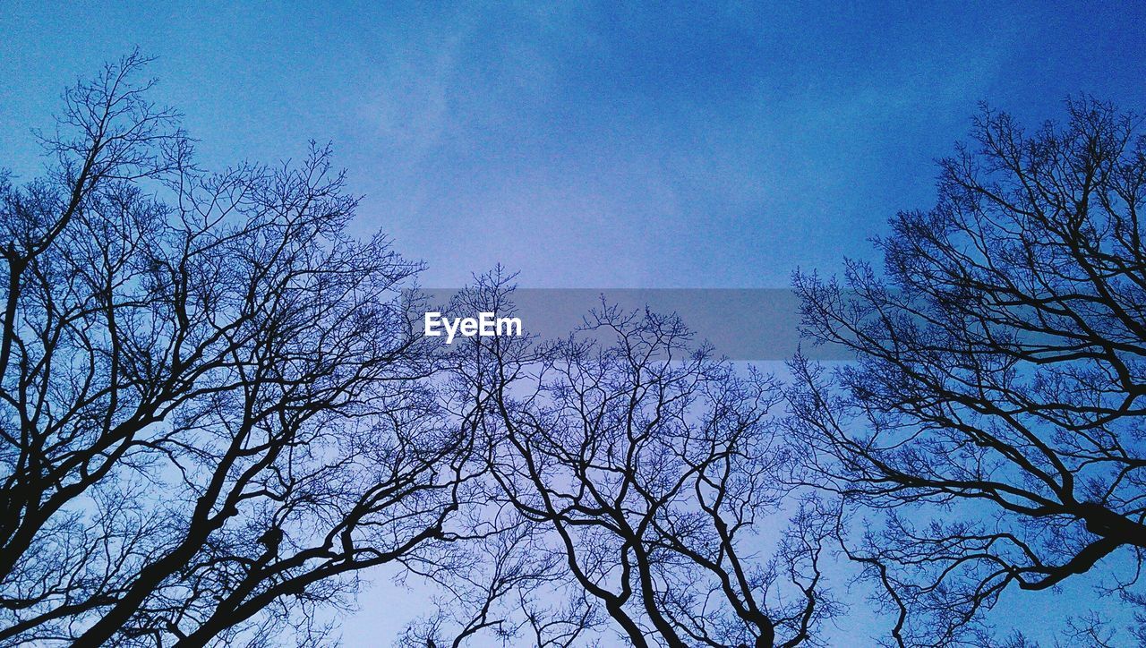 LOW ANGLE VIEW OF BARE TREES AGAINST BLUE SKY