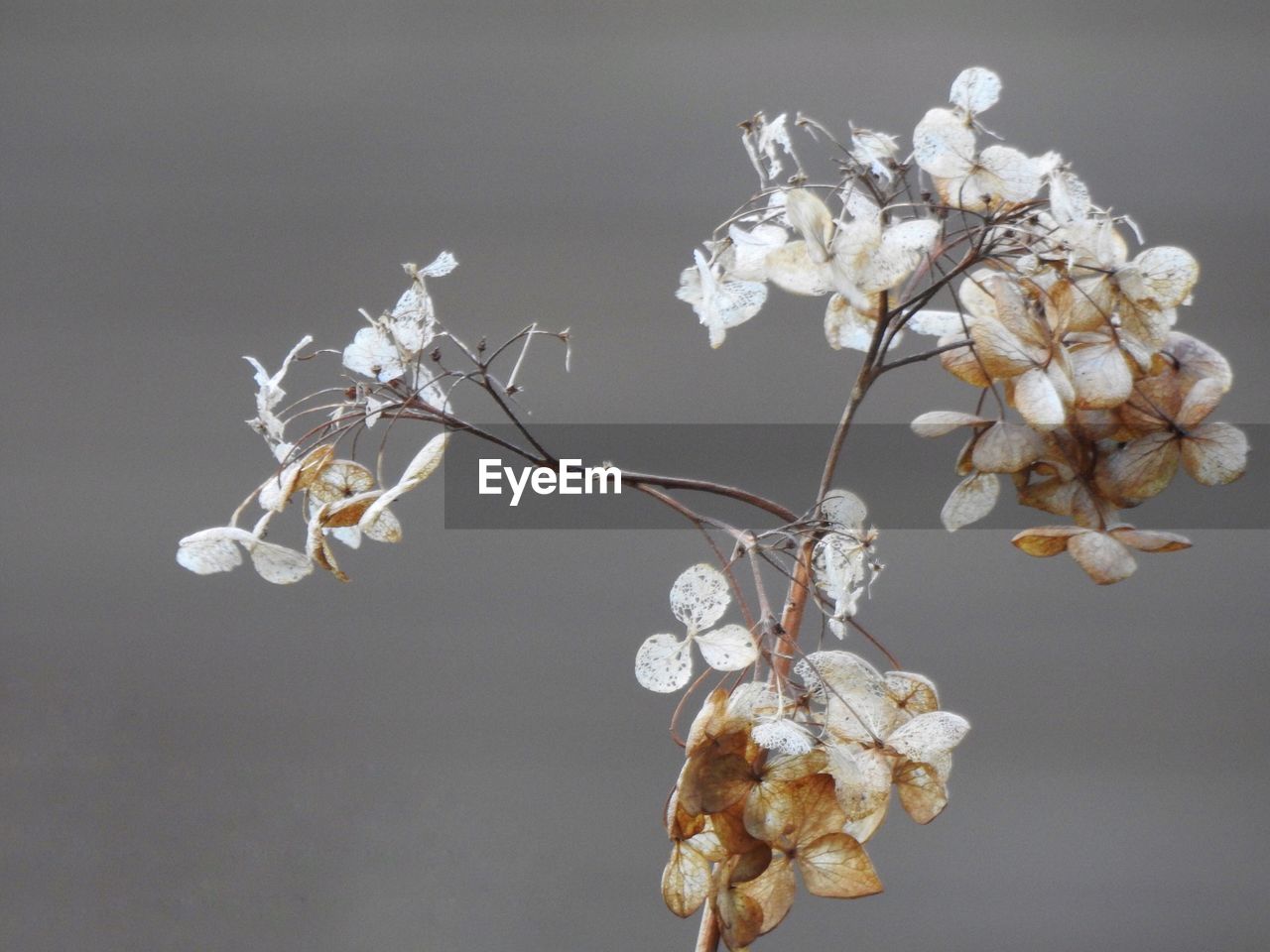 Close-up of flowers