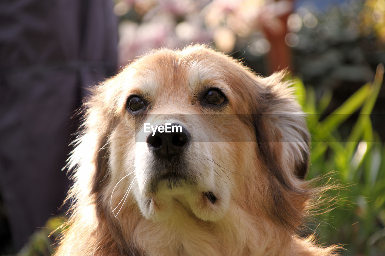 PORTRAIT OF DOG