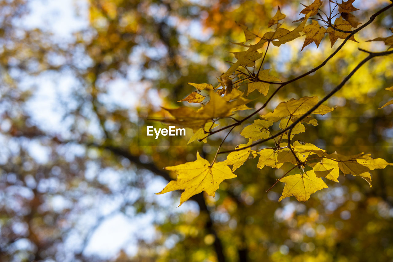 Close-up of yellow maple leaves on tree