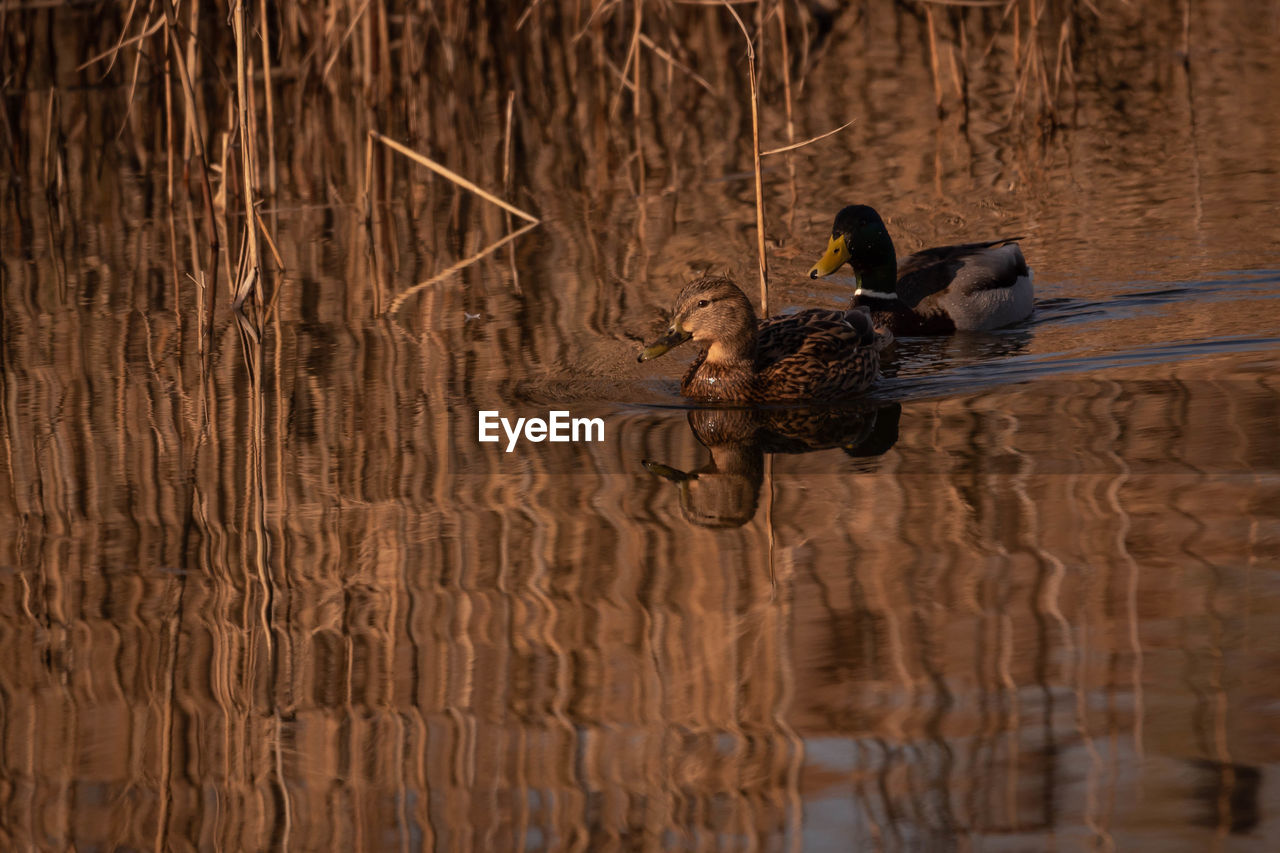 Two ducks swimming amongst reed on a lake