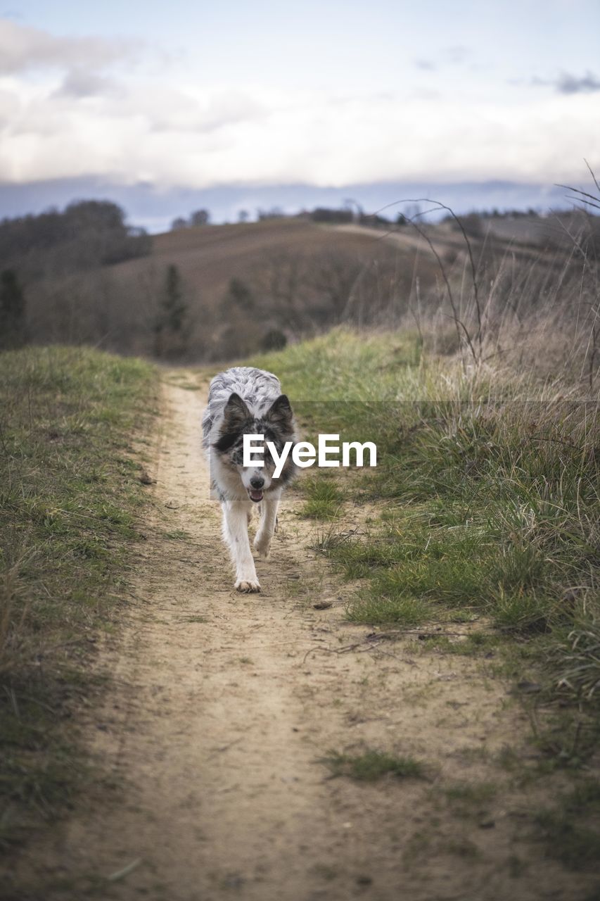 A border collie comes running over a dirtroad between the fields