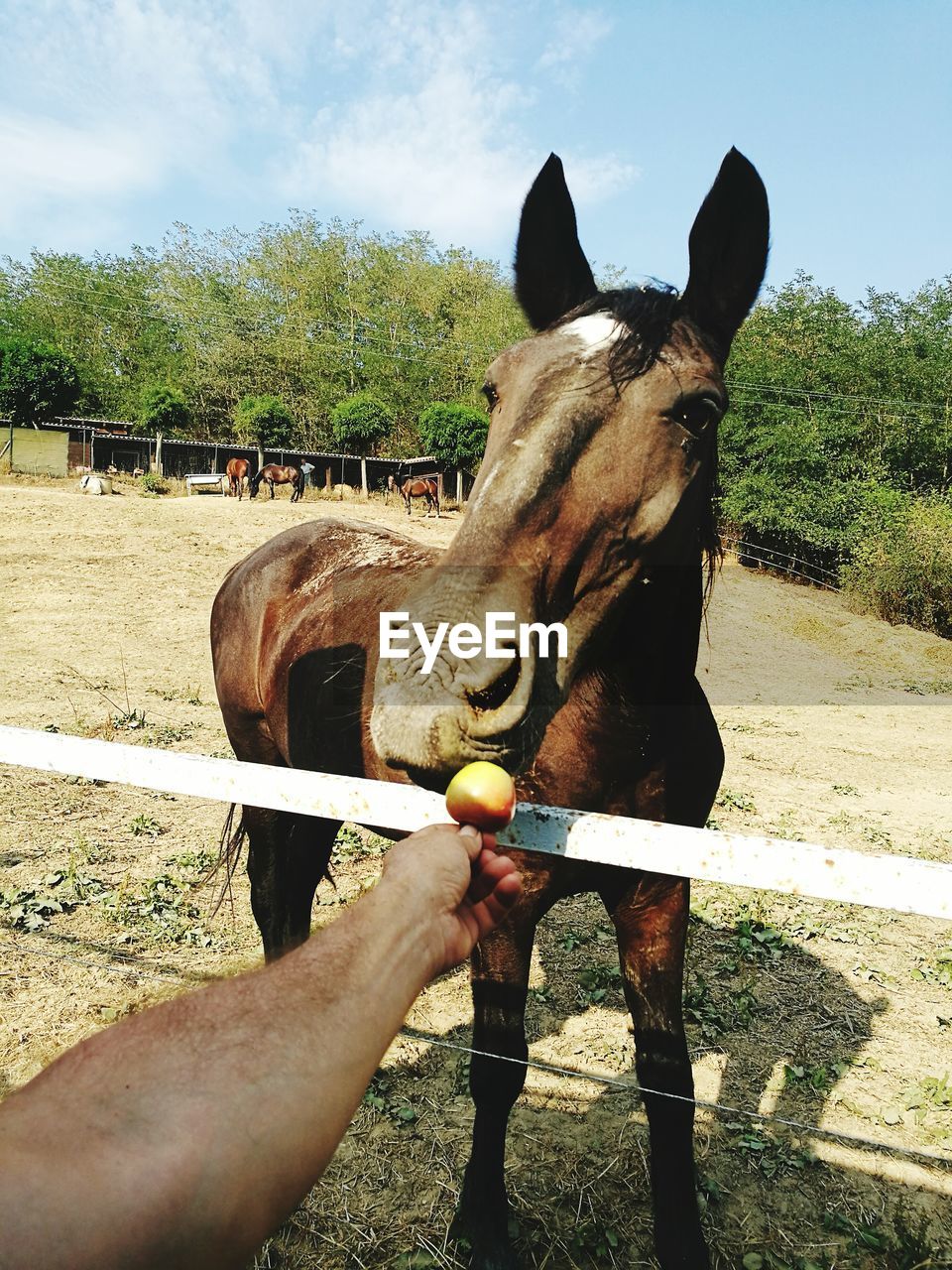 SIDE VIEW OF HORSE STANDING ON FIELD