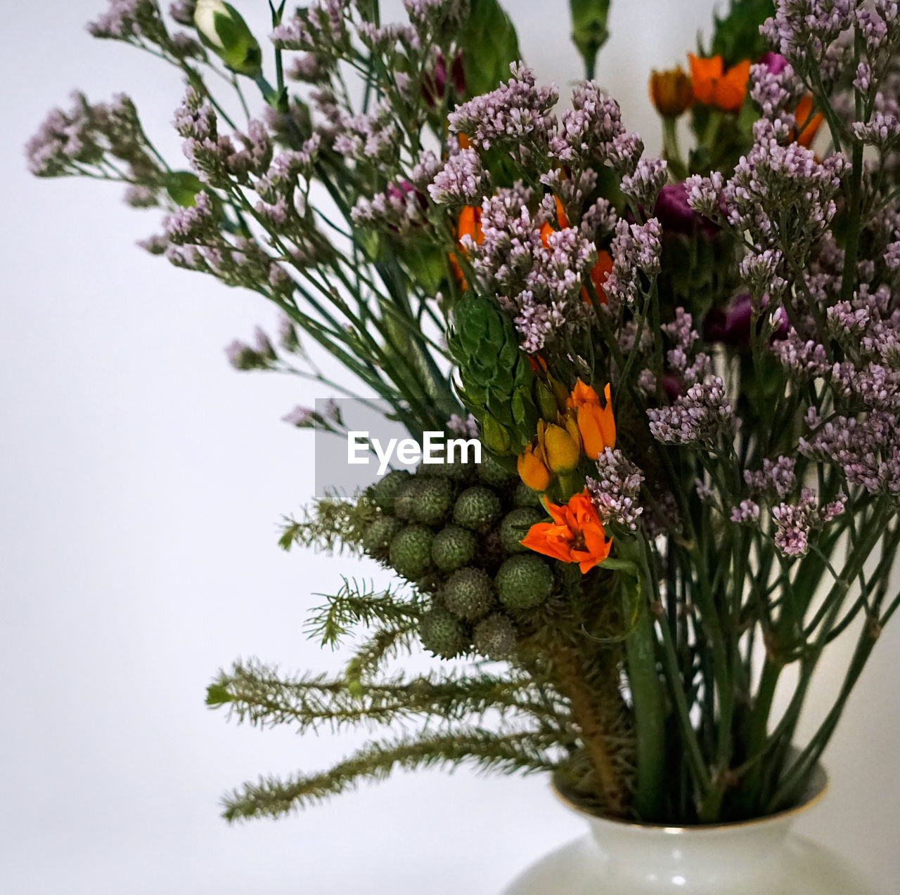 Close-up of flowers in vase against white background