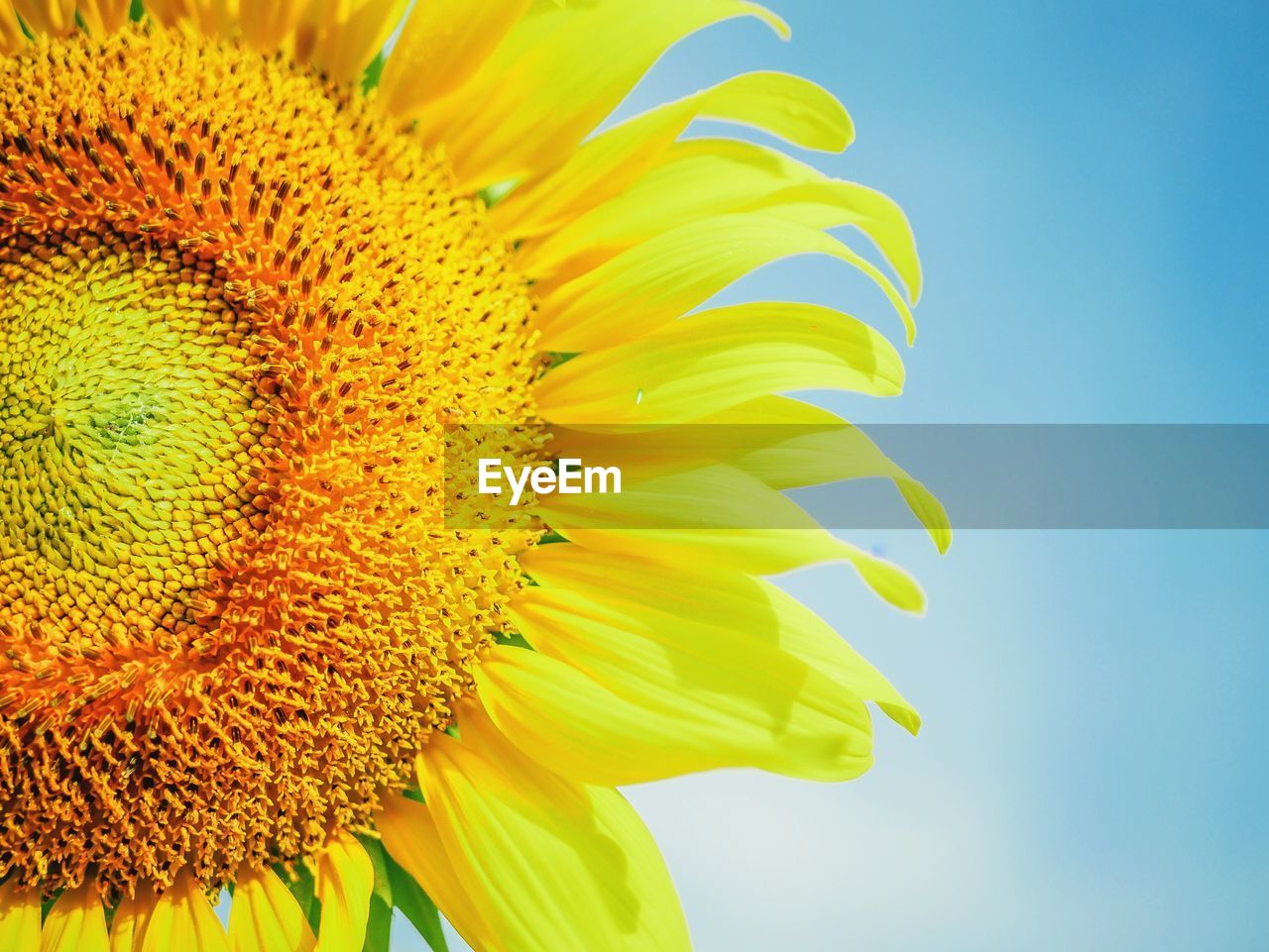 Close-up of yellow sunflower against sky