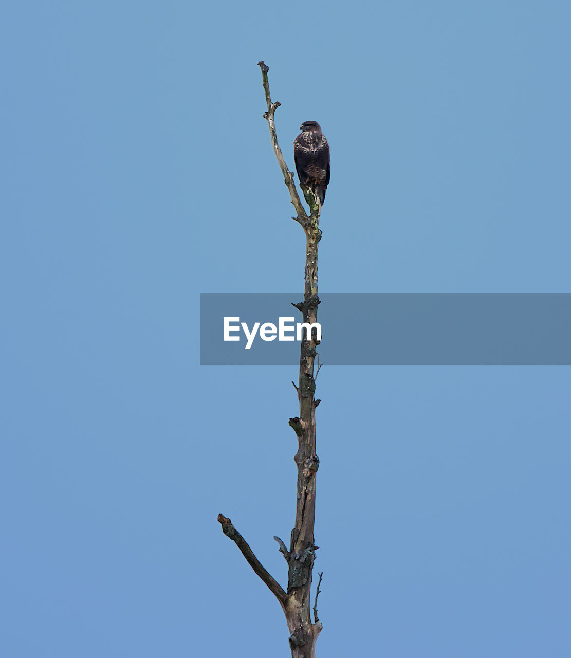 LOW ANGLE VIEW OF BIRD PERCHING ON A TREE