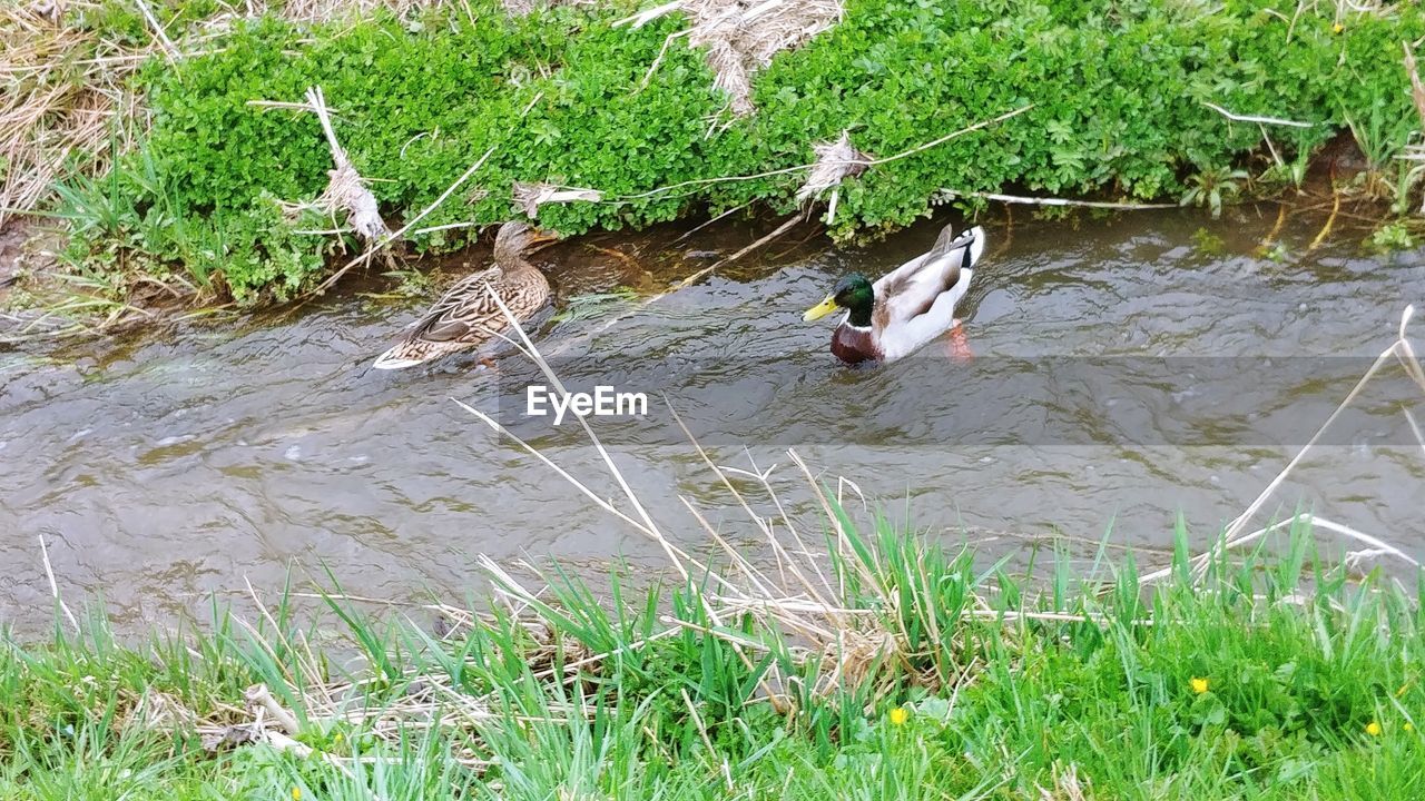 HIGH ANGLE VIEW OF BIRD IN LAKE