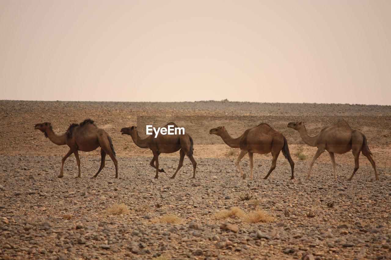 Camels in a desert