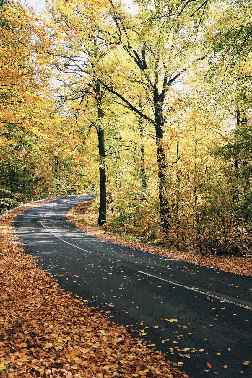 Road by trees during autumn