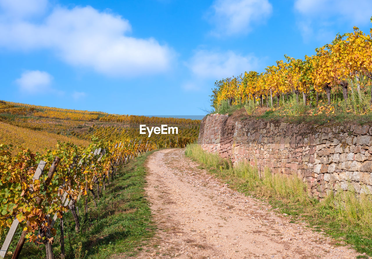 scenic view of field against sky during autumn