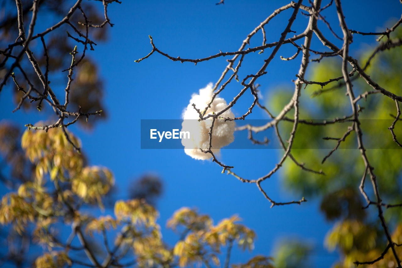 LOW ANGLE VIEW OF FLOWERS GROWING ON BRANCH AGAINST SKY