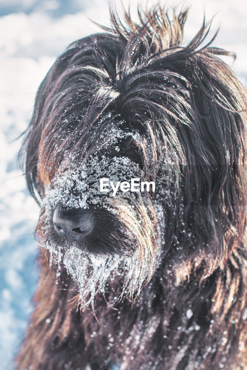 dog, one animal, animal, animal themes, pet, mammal, domestic animals, canine, animal hair, close-up, animal body part, carnivore, nature, snow, winter, portrait, animal head, day, no people, terrier, cold temperature, outdoors, mane, wet, animal wildlife, focus on foreground