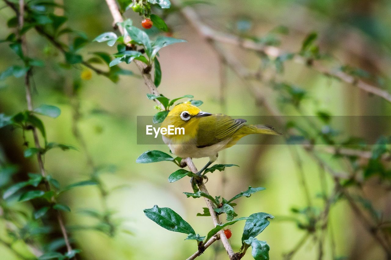 CLOSE-UP OF BIRD PERCHING ON PLANT