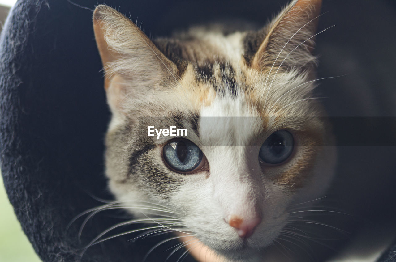 Close-up portrait of kitten