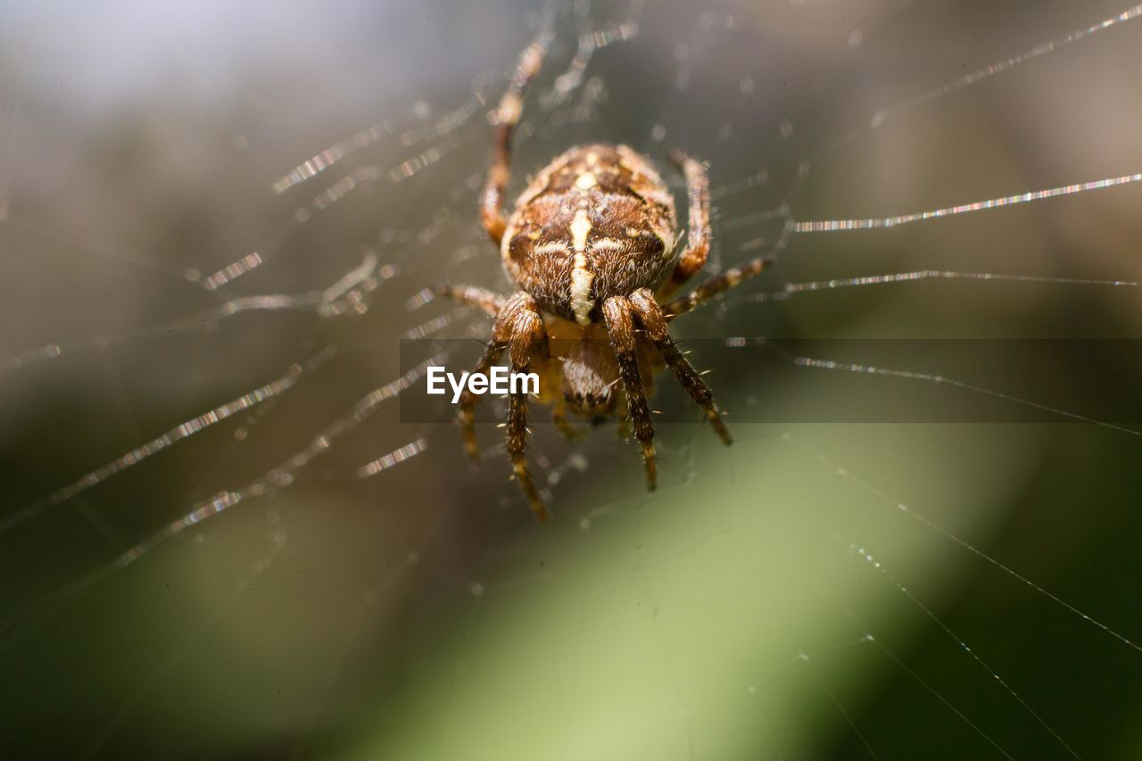 CLOSE-UP OF SPIDER AND WEB