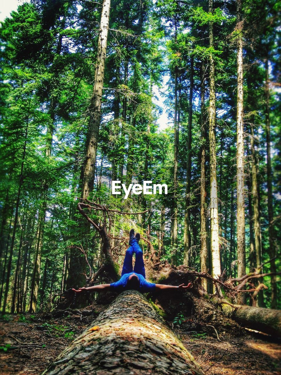 VIEW OF TREES IN FOREST