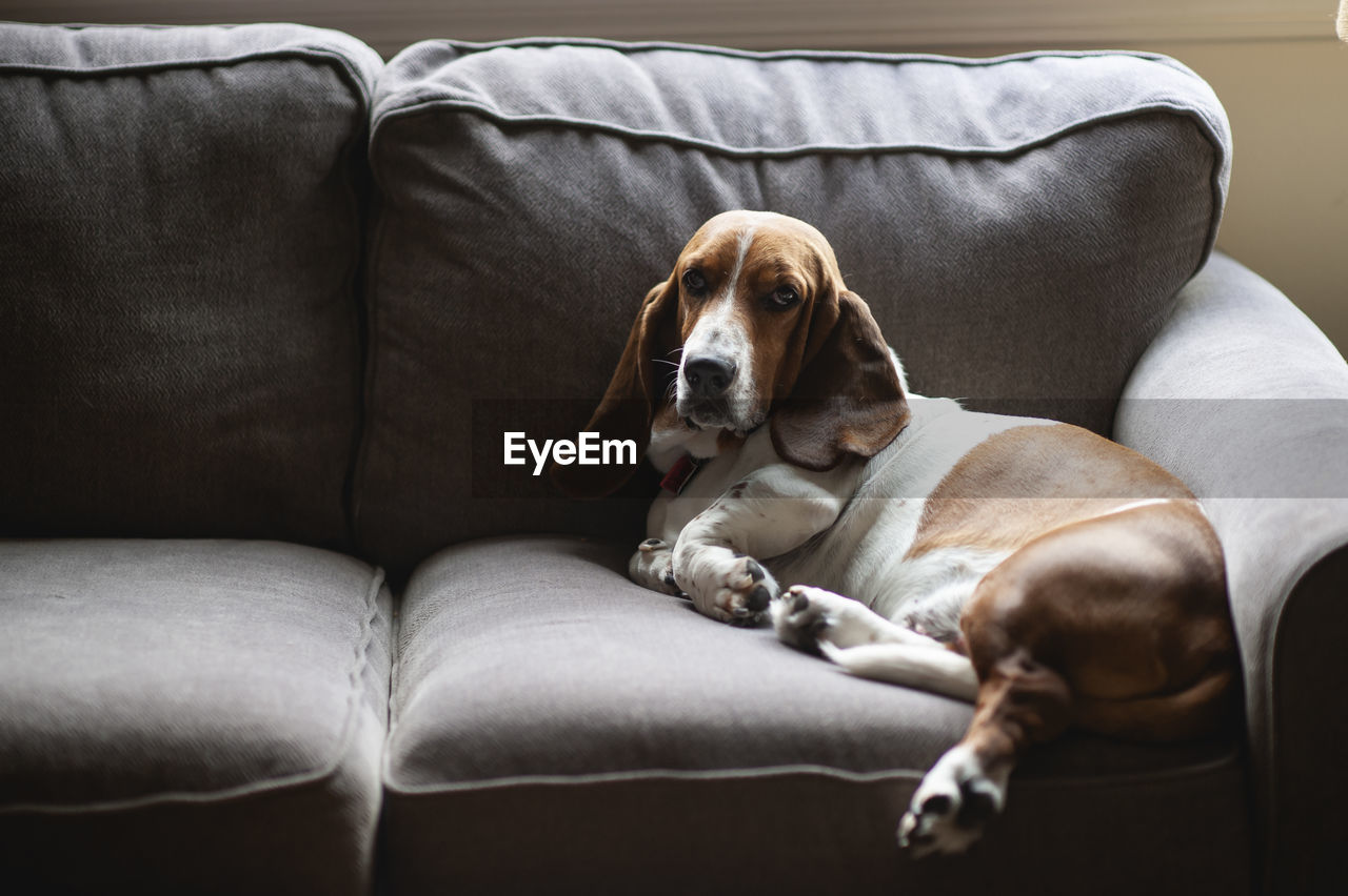 Lazy basset hound dog lays down on the couch at home