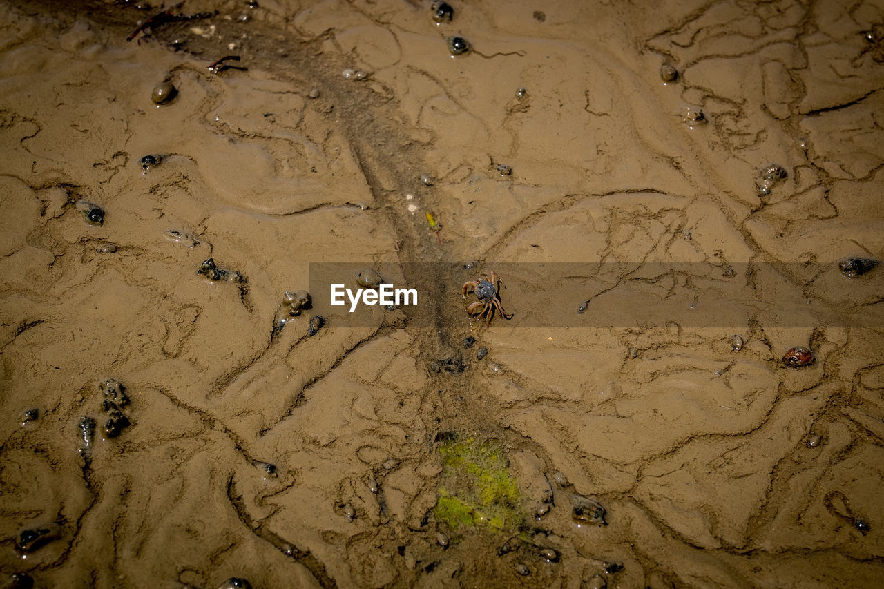 HIGH ANGLE VIEW OF STARFISH ON SAND