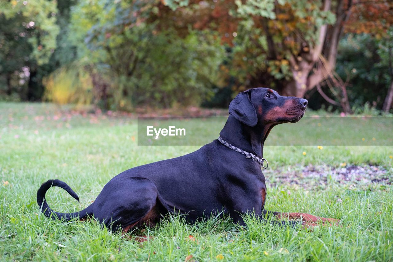 pet, animal themes, animal, one animal, dog, canine, mammal, domestic animals, plant, grass, nature, black, no people, labrador retriever, day, looking, sitting, focus on foreground, outdoors, land, field, tree, carnivore, looking away, relaxation, black labrador