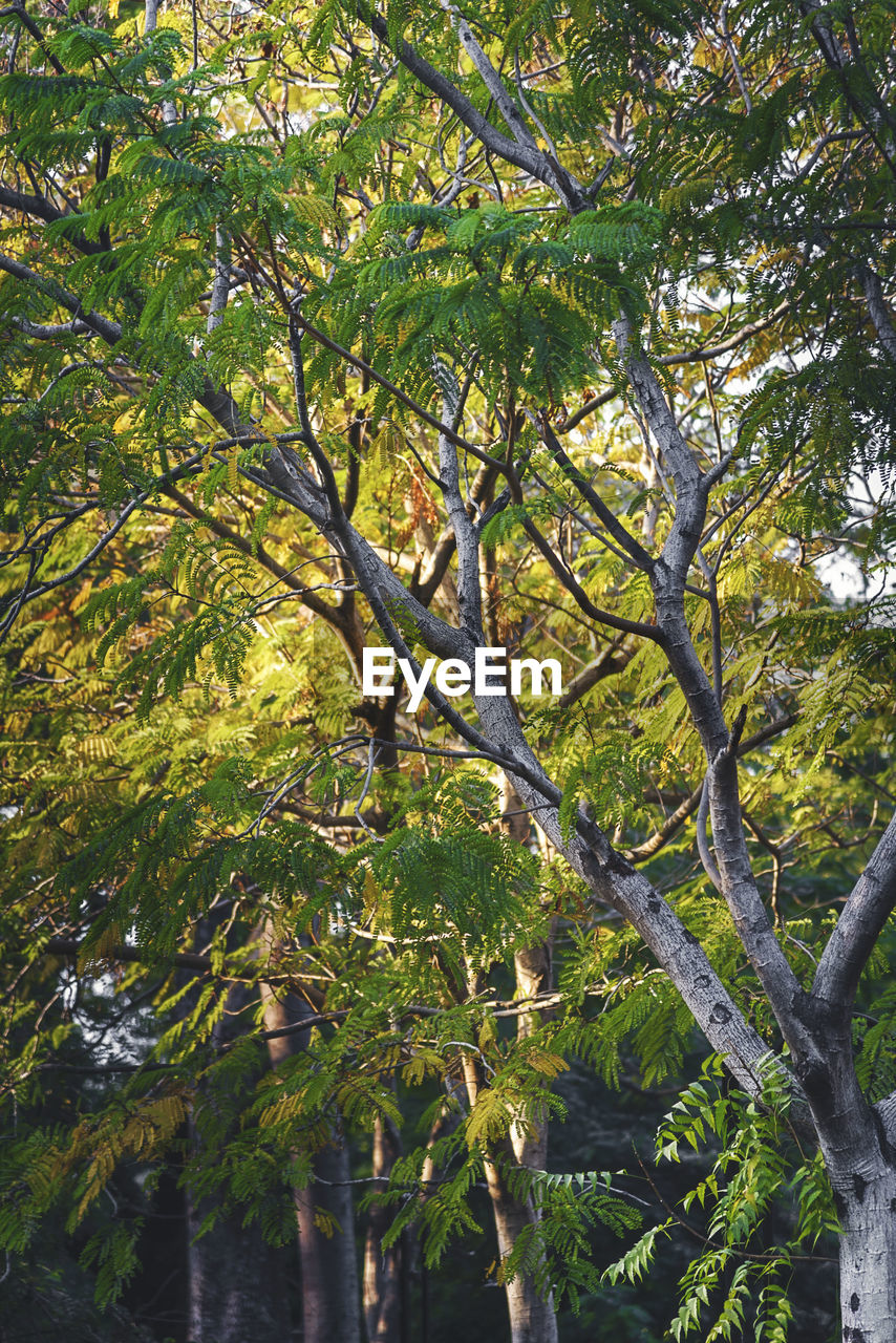 LOW ANGLE VIEW OF TREES AGAINST SKY