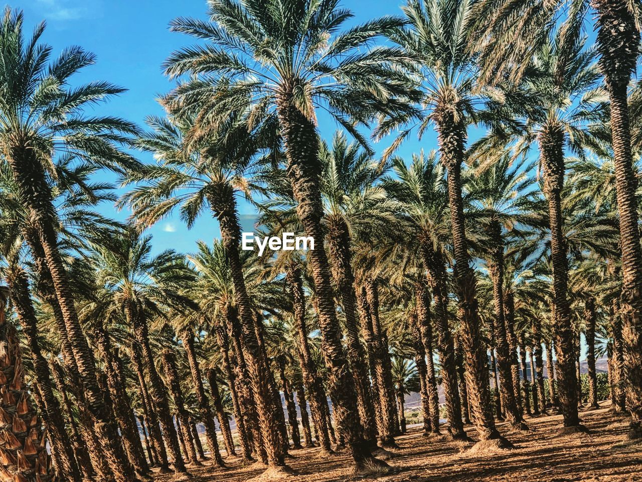 LOW ANGLE VIEW OF PALM TREES