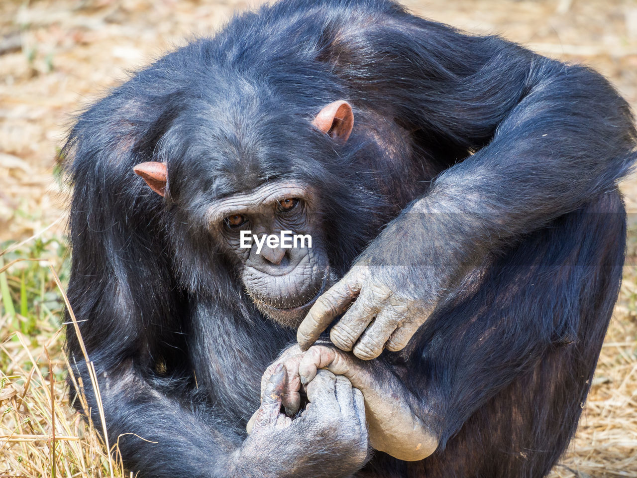 Close-up portrait of chimpanzee grooming, zambia, africa