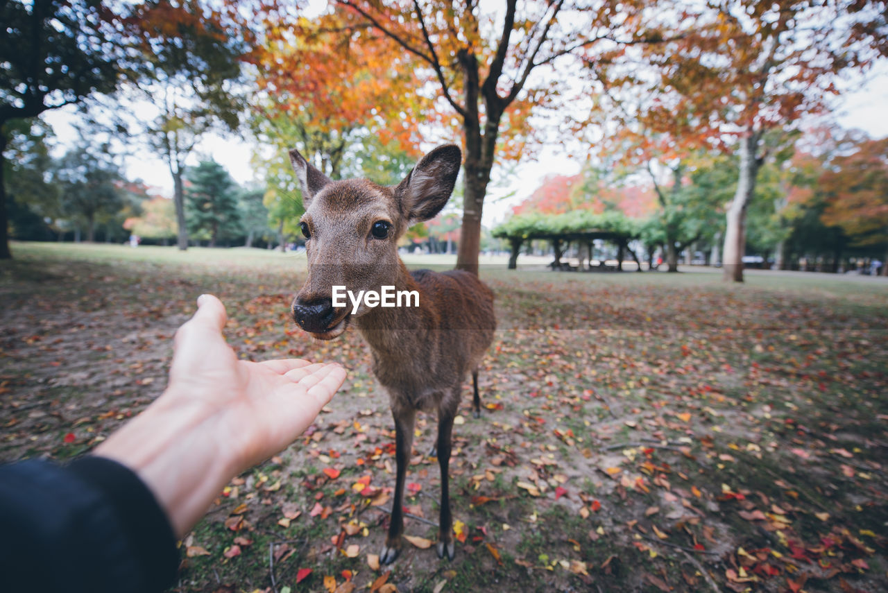 DEER IN PARK