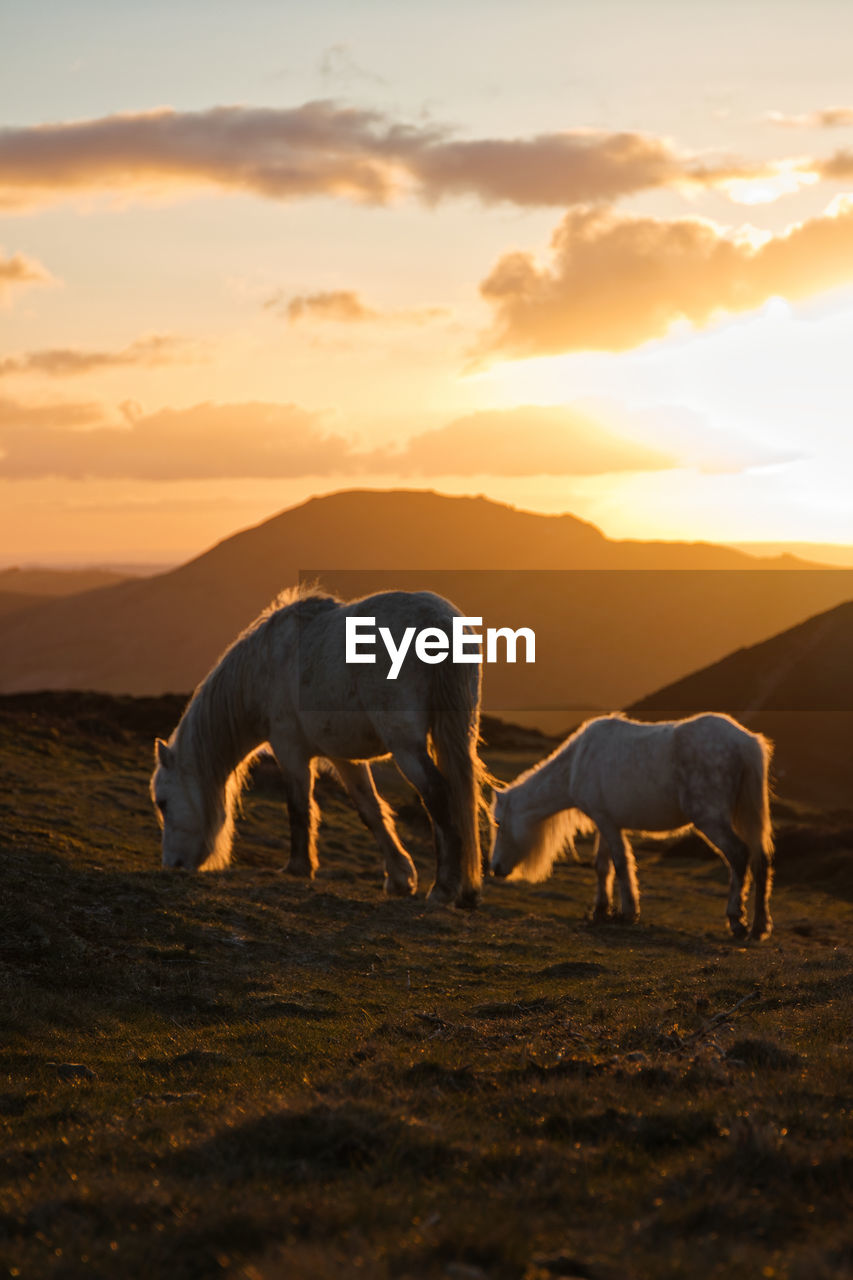 Horses grazing in a field with mountains