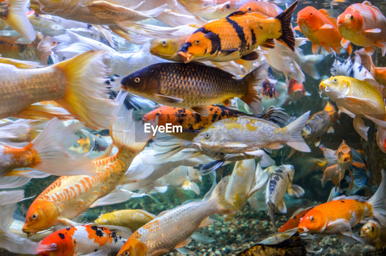 VIEW OF FISH IN SEA