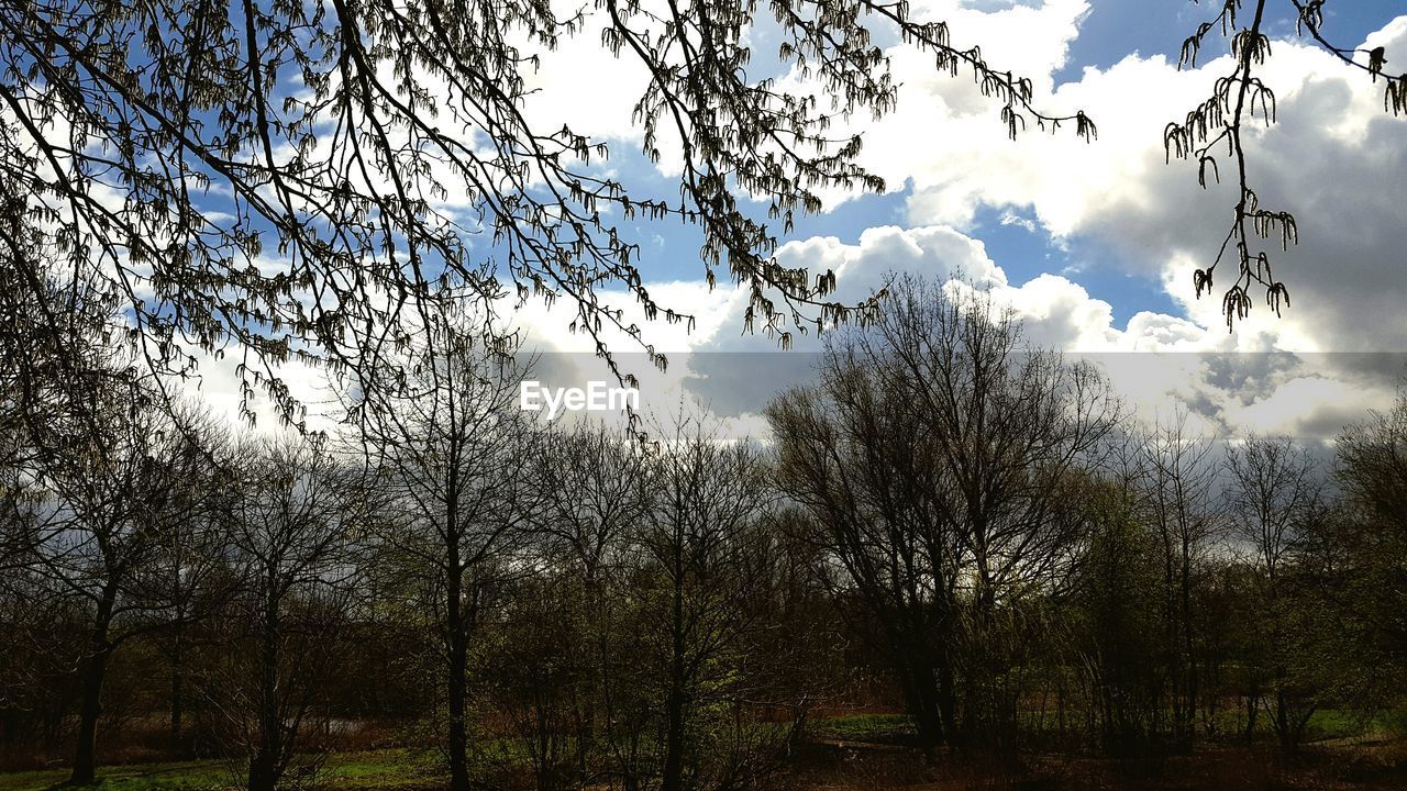 LOW ANGLE VIEW OF TREES AGAINST CLOUDY SKY