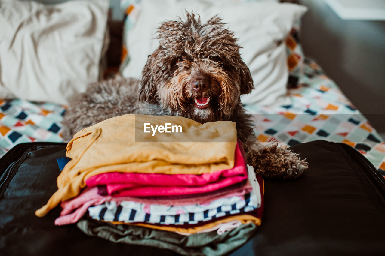 PORTRAIT OF DOG RELAXING ON SOFA