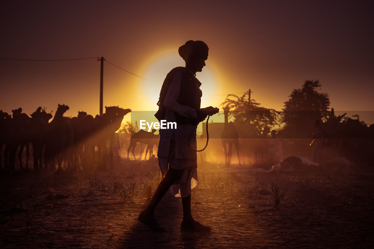 Man with camels walking on field against sky during sunset