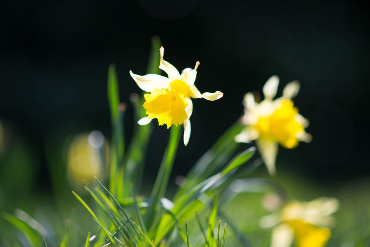 Close-up of white flowers