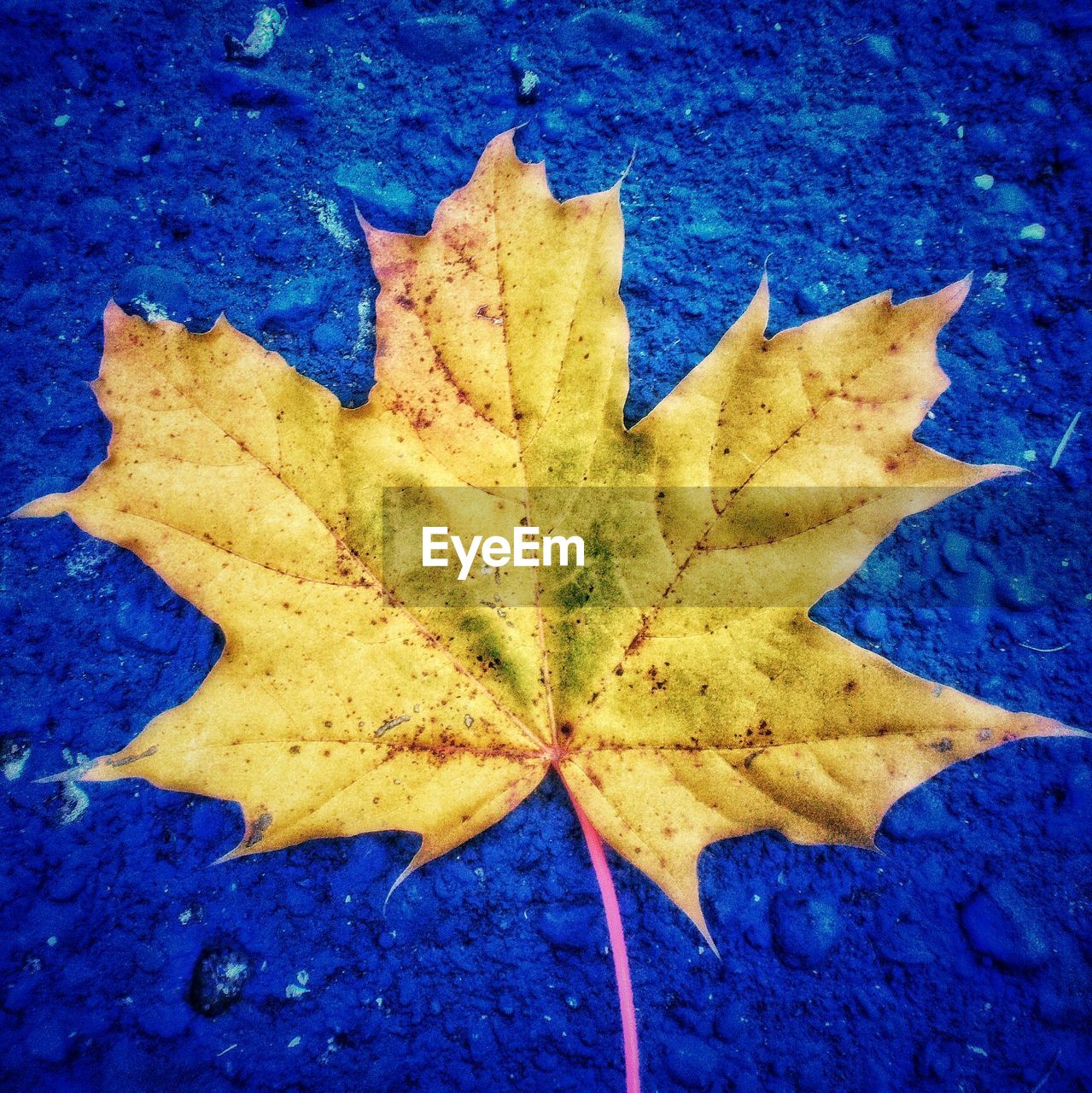 CLOSE-UP OF DRY MAPLE LEAF