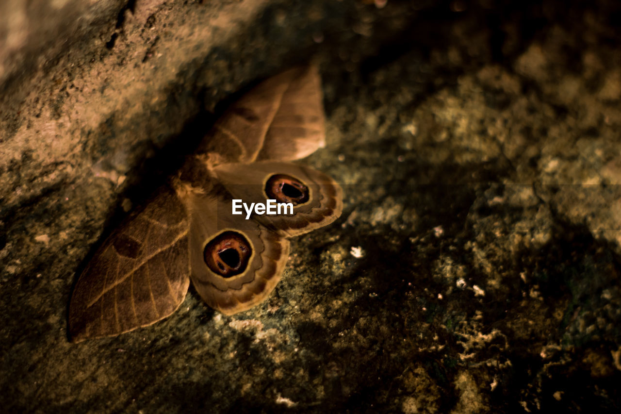 Close-up of butterfly on tree at night