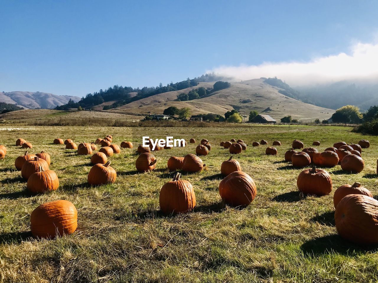 SCENIC VIEW OF HAY BALES ON FIELD AGAINST SKY