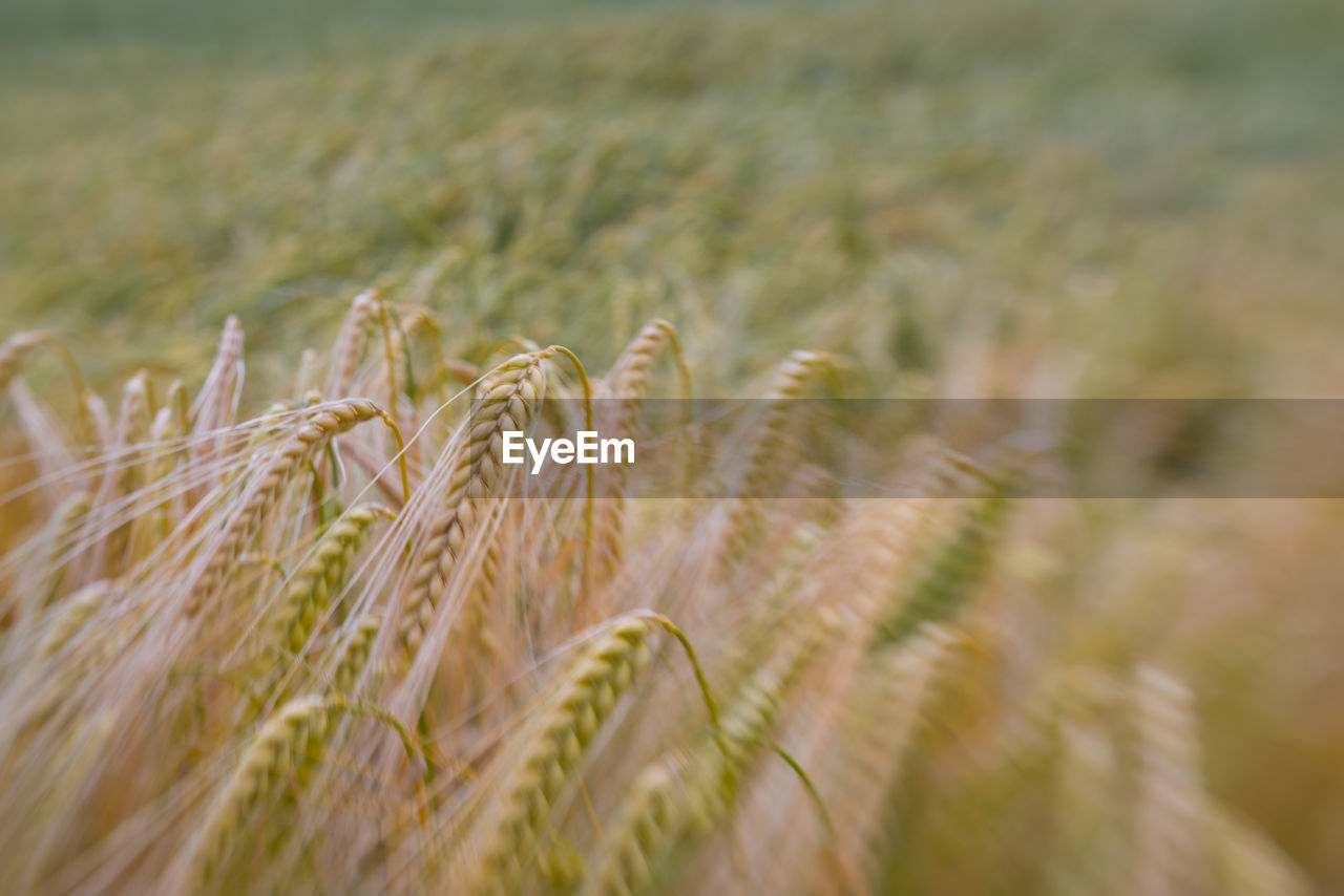 CLOSE-UP OF WHEAT CROP